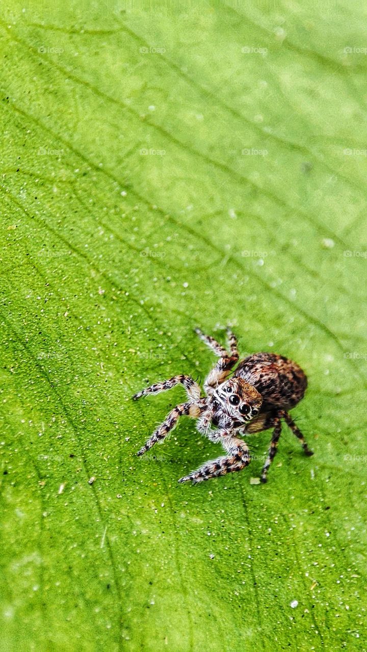 Jumping spider