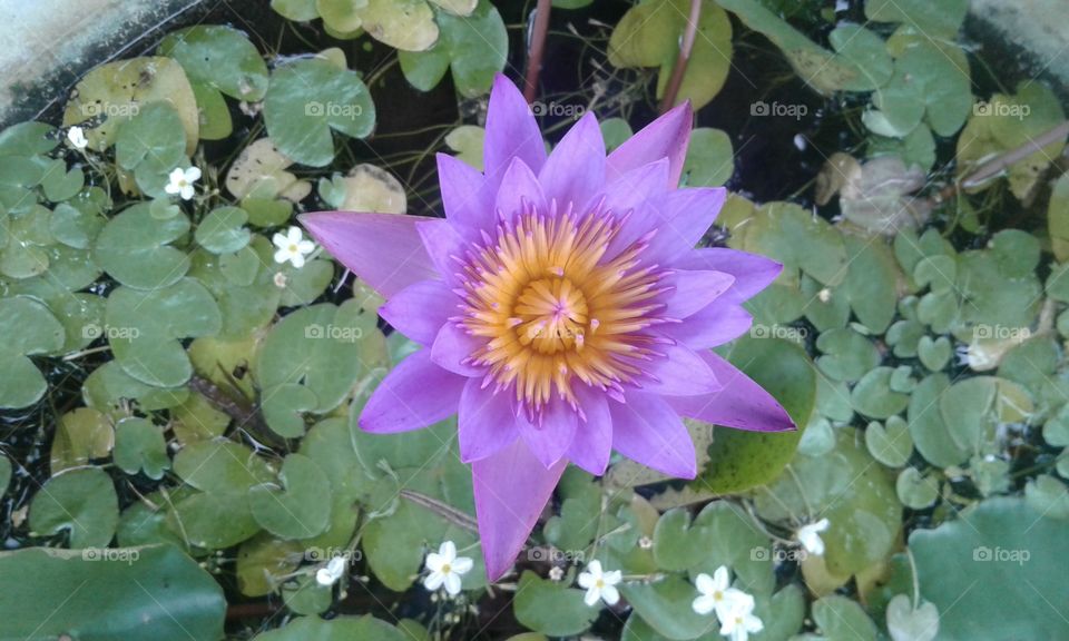 Water Lily is a emergent aquatic plant native to Sri Lanka, Australia. Myanmar, and India. It is a perennial plant of Nymphaeaceae family and genus of the Nymphaea.it is scientific name is Nymphaea nouchali. Water Lily is not a species of Lotus (Nelumbo) so not be confuse with the Lotus (Nelum) or Nymphaea lotus (Olu). Blue Water Lily flower is bloom in daytime and wither after 3 or 4 days with 10 to 20 cm diameter. Sepal is tetramerous and 20 –24 petals in Blue violet colored with reddish edge.