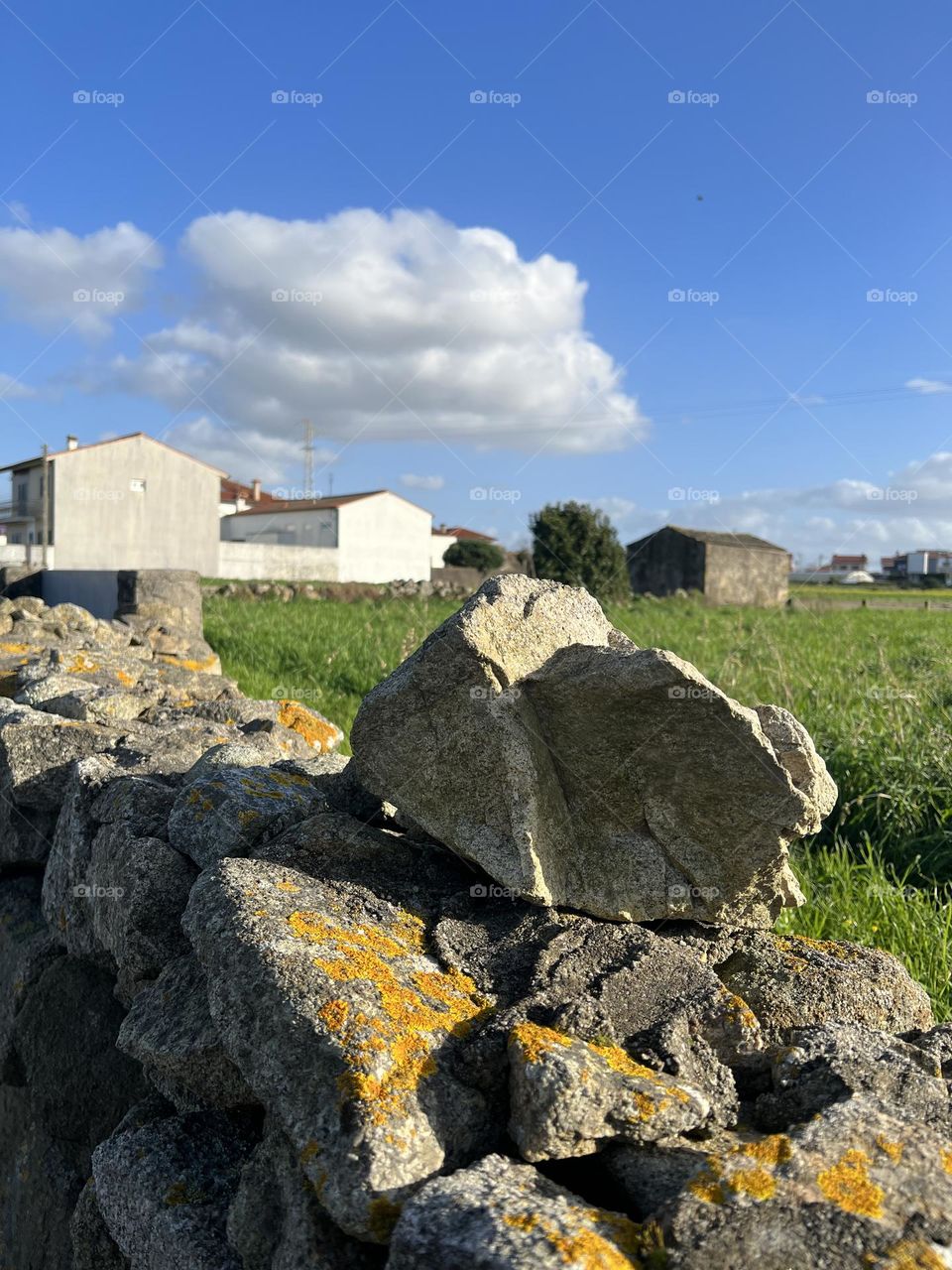 Fern on the stone in the sun