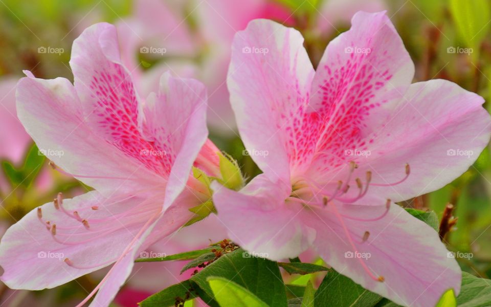 Close-up of lily flower