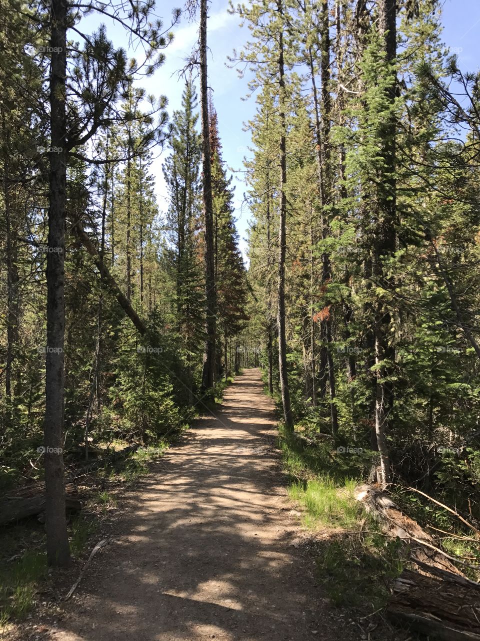 Lupine Meadows Trailhead