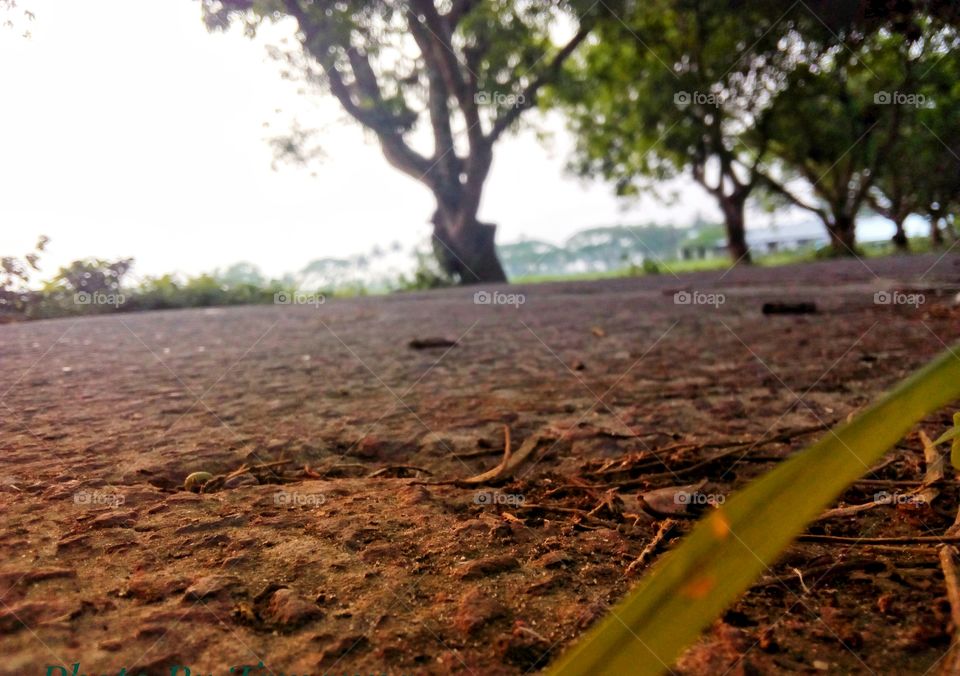 colour soil and tree looking nice to see