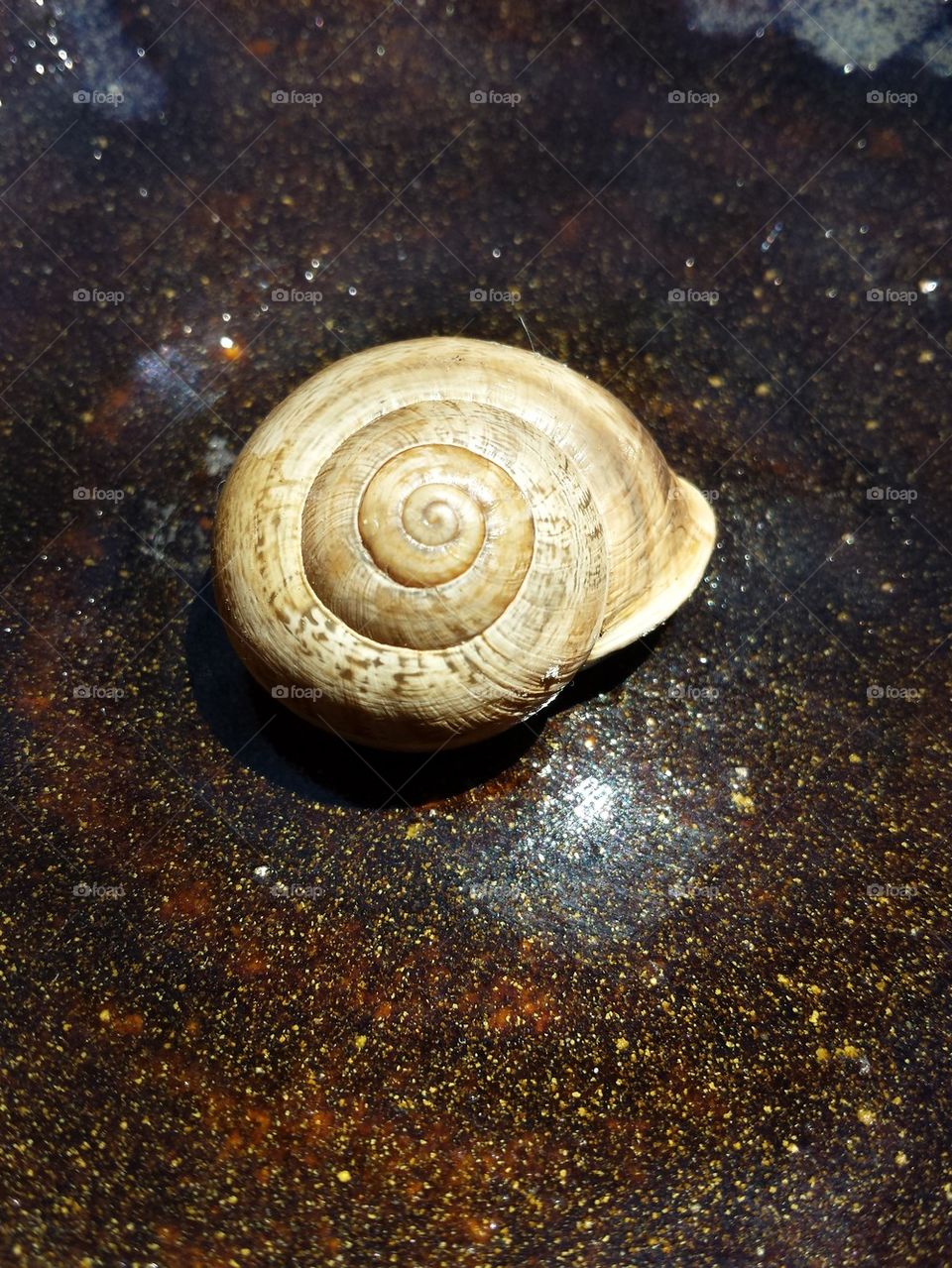 Snail