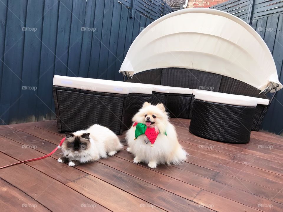 Cuties pets in Christmas time at Maidstone Melbourne Australia 