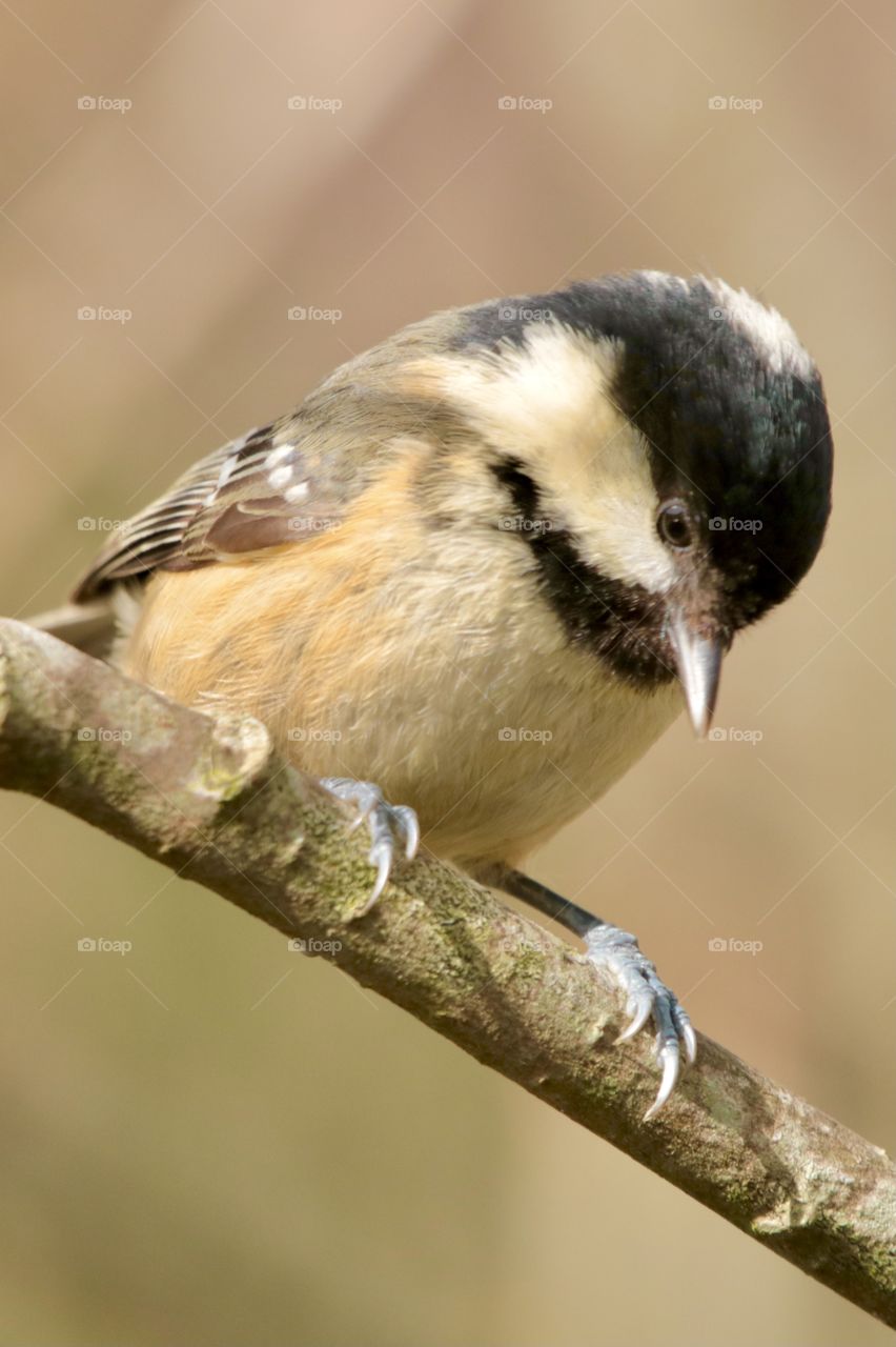 Coal tit