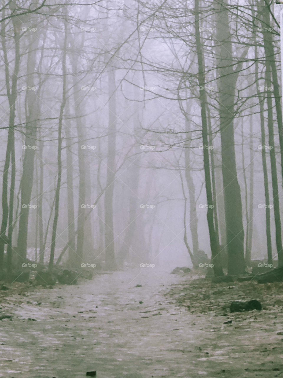 Foggy forest in winter 