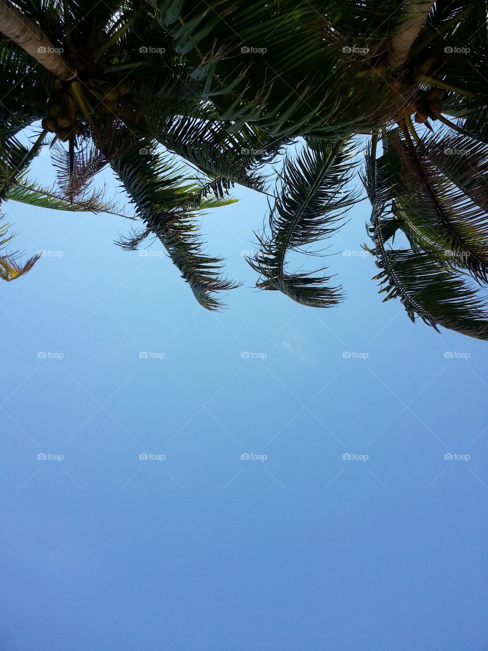 boracay getaway. the blue skies & winds of boracay as the coconut leaves dance with it