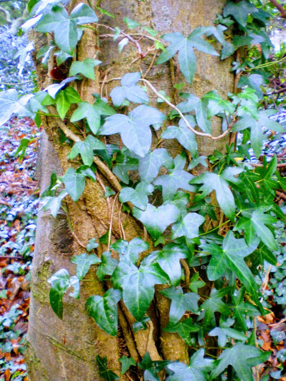 Vines wrapped around a tree