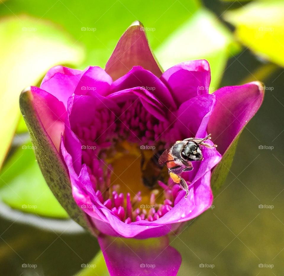 Bee is  finding honey inside beautiful lotus