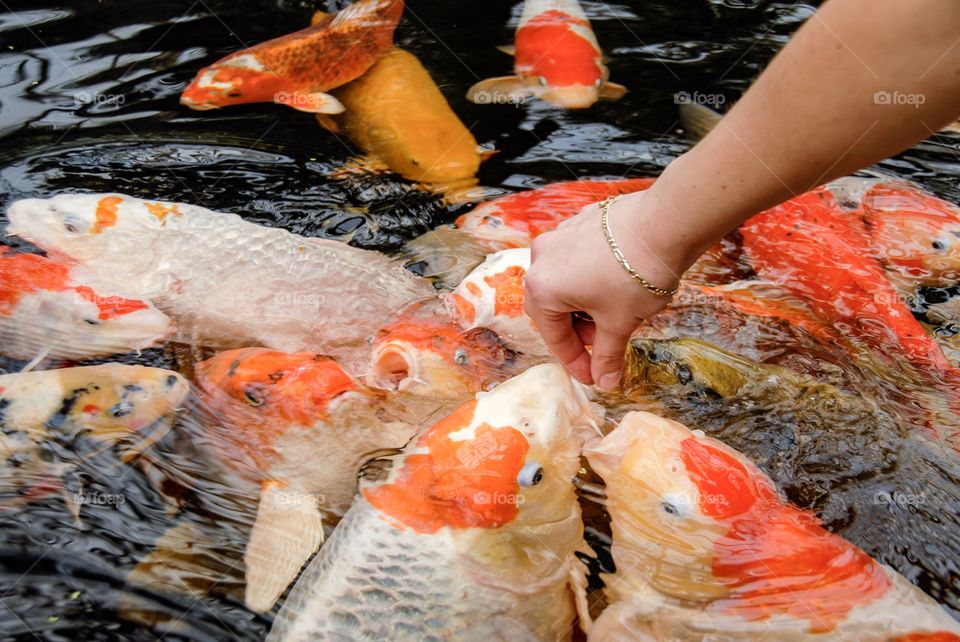 Person hands feeding koi carps