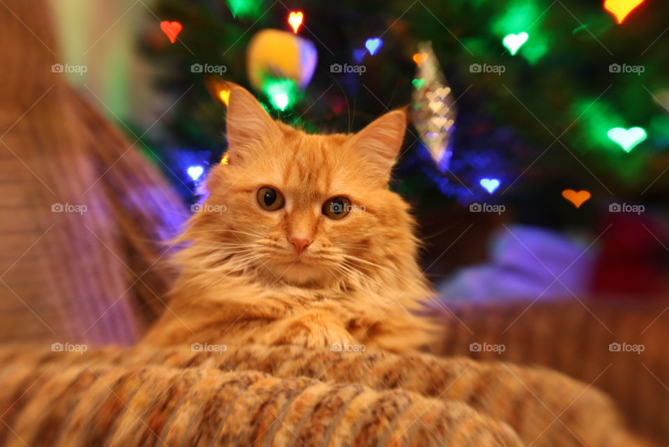 Sweet ginger cat near the Christmas tree