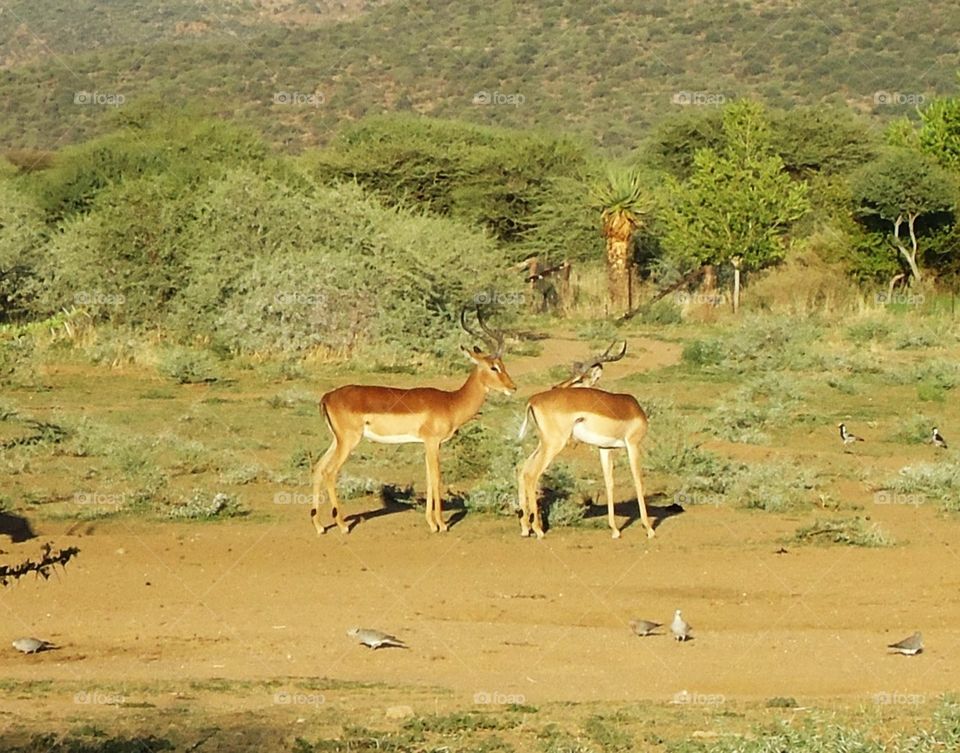 Springbucks grazing in nature
