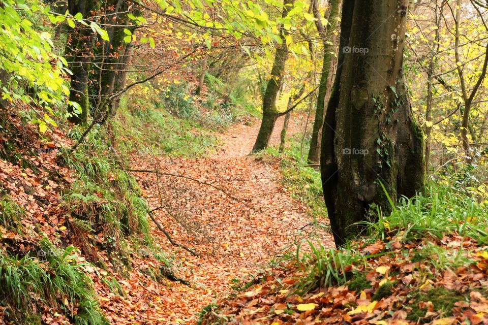 Scenics view of dirt road in forest