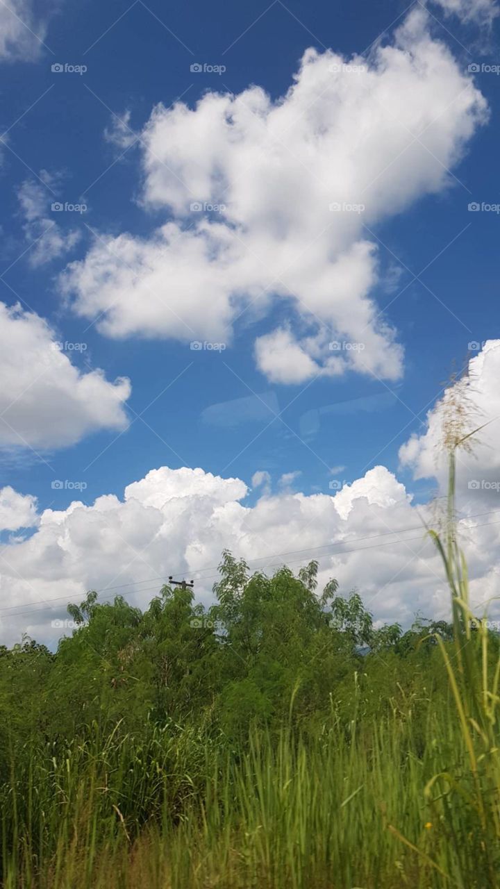 The cloud on sky and tree 