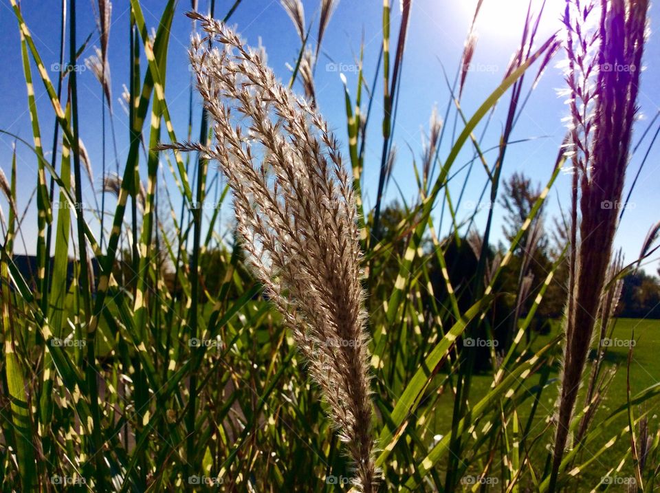 Beautiful fall tall grass 