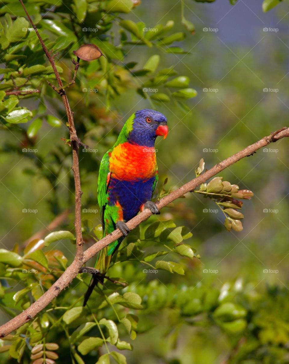 Beautiful and colourful bird