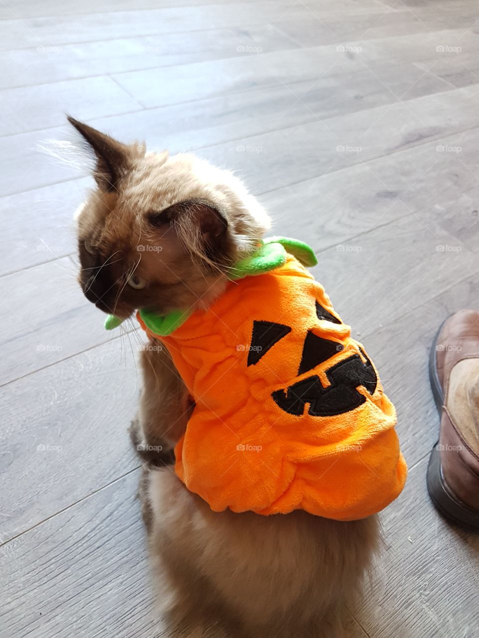Kitten dressed in a Halloween costume