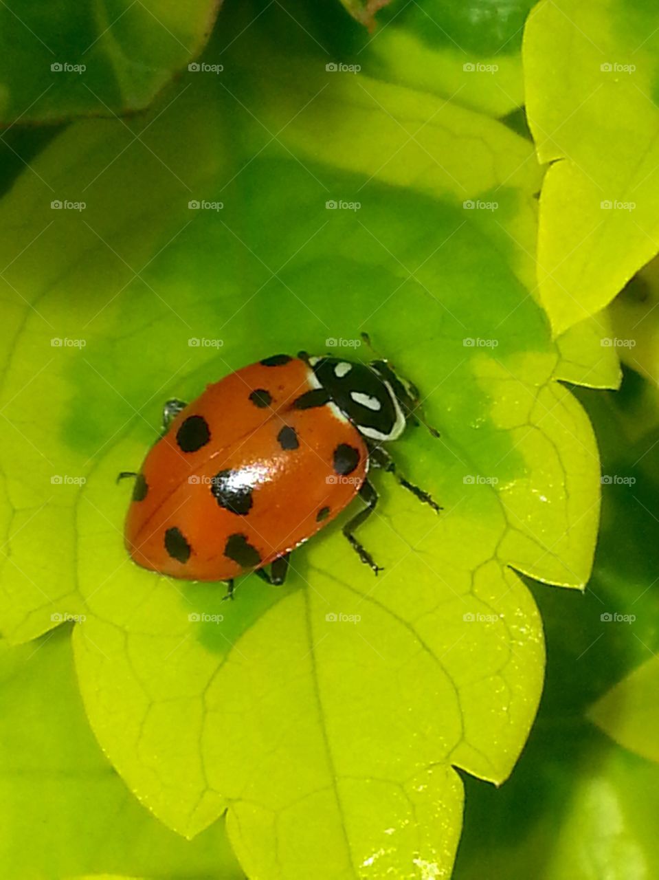 Ladybug
Ladybird 