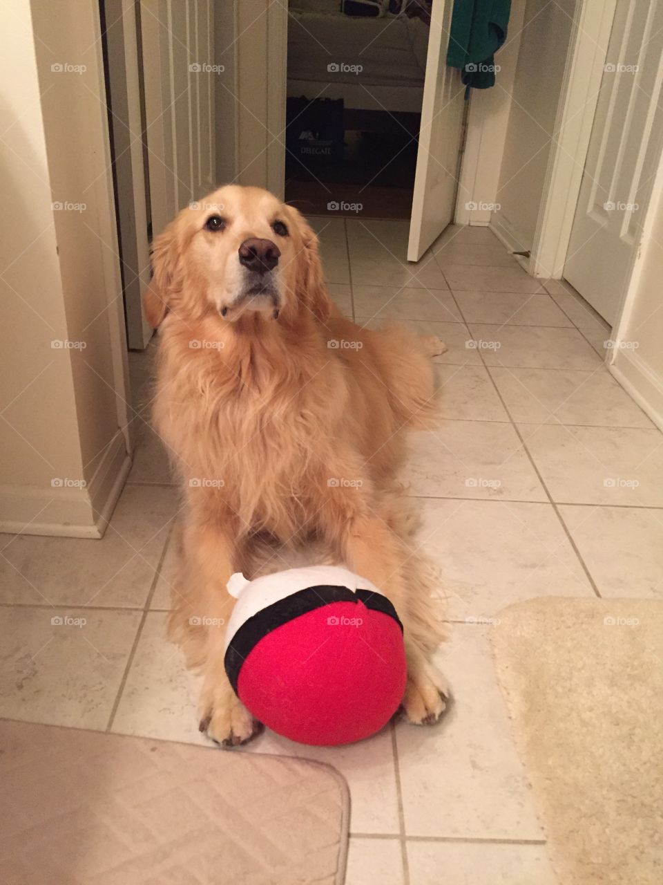 Dog, Pet, Portrait, Domestic, Family