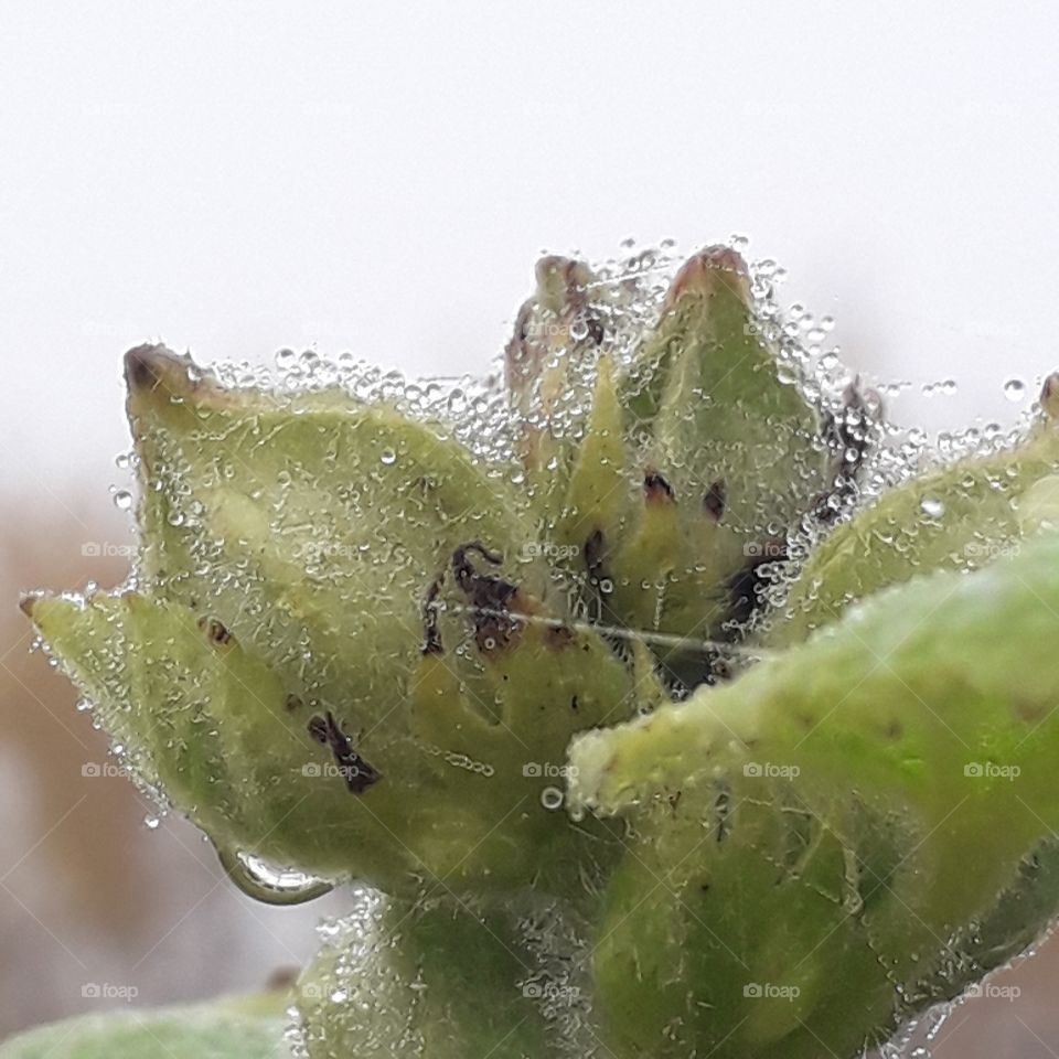 droplets of dew on green buds of mallow