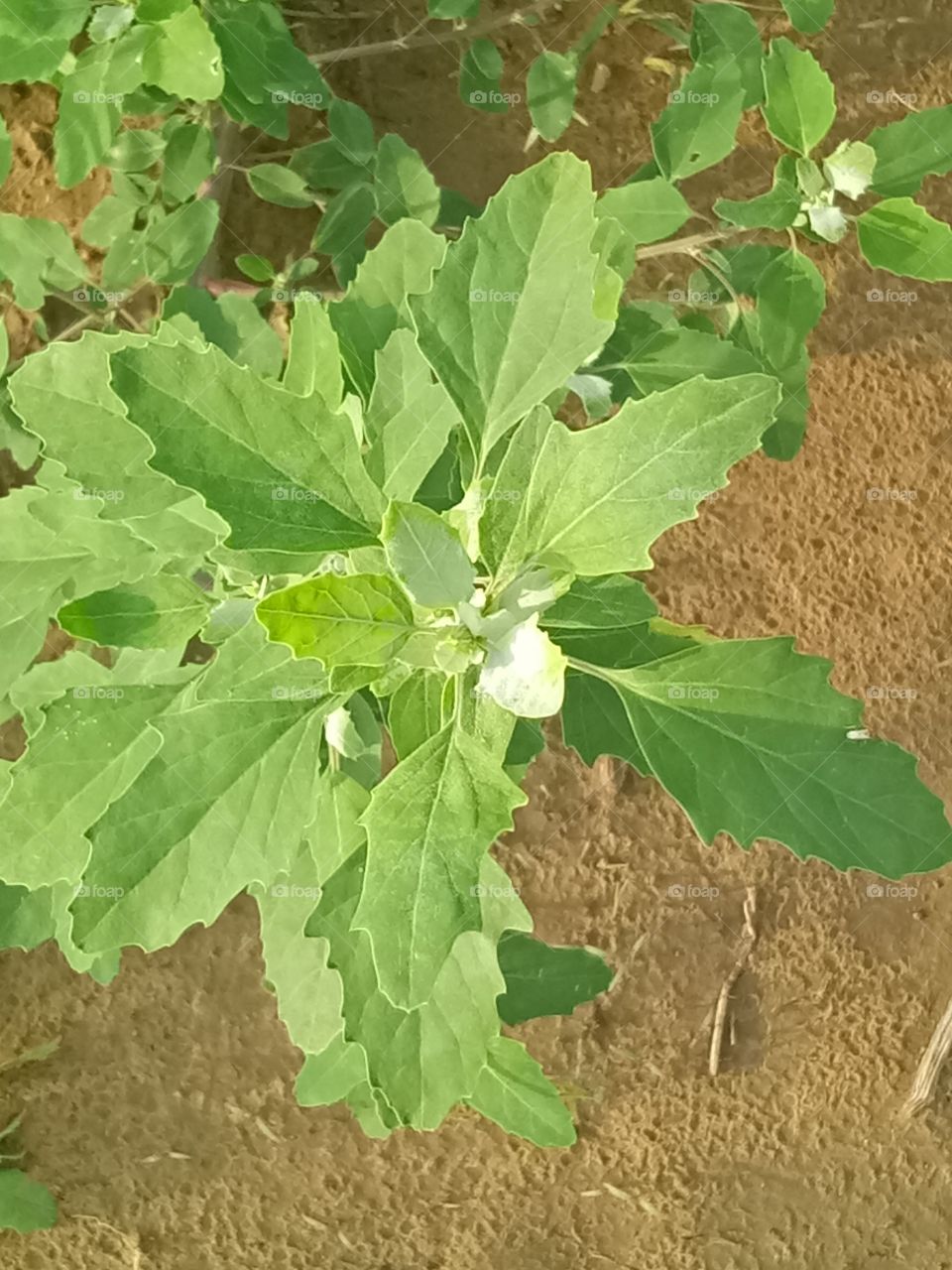 mini plant