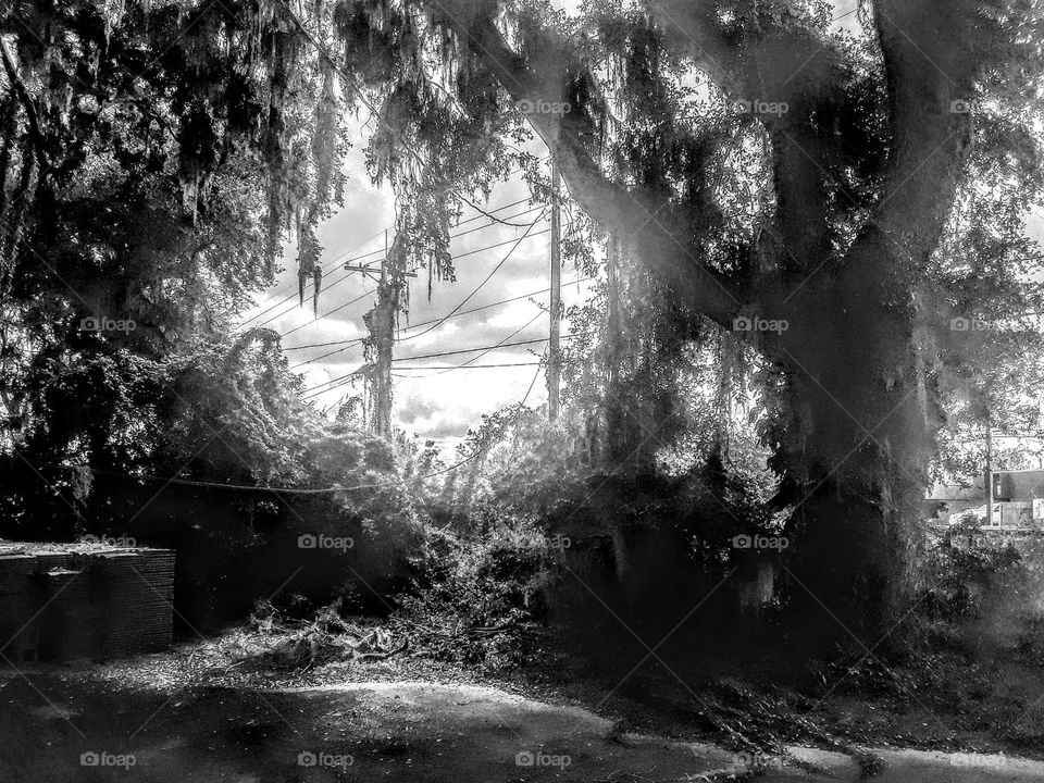 daylight peaking through trees & foliage