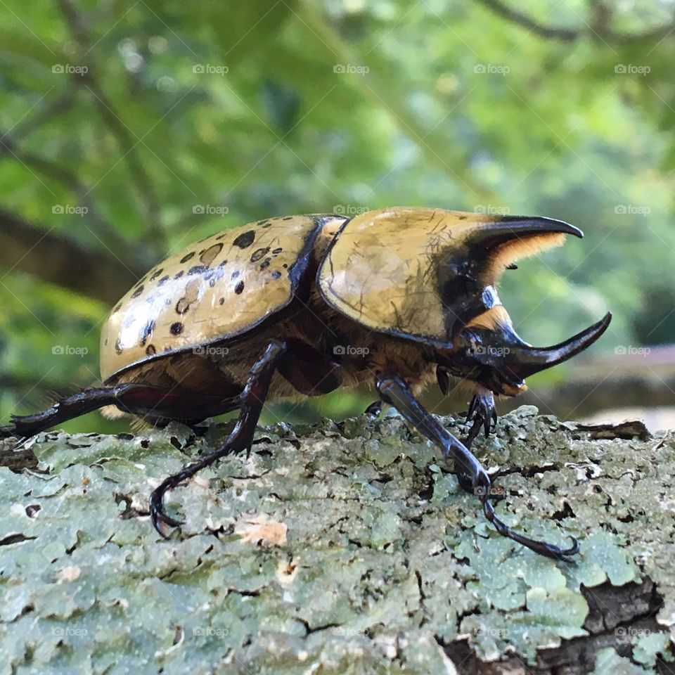 Hurcules Beetle