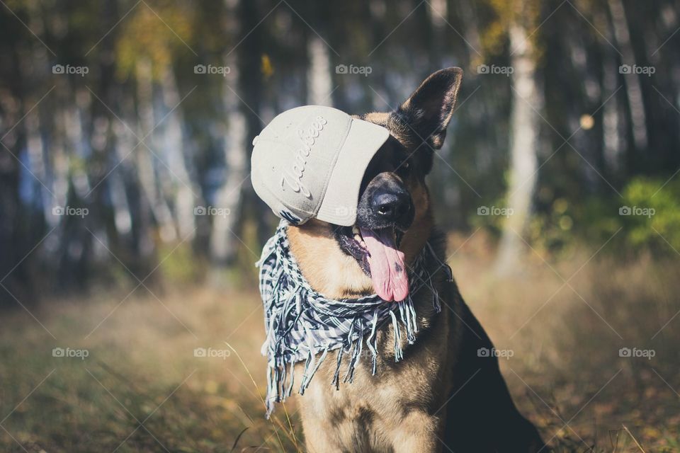 Dog with cap