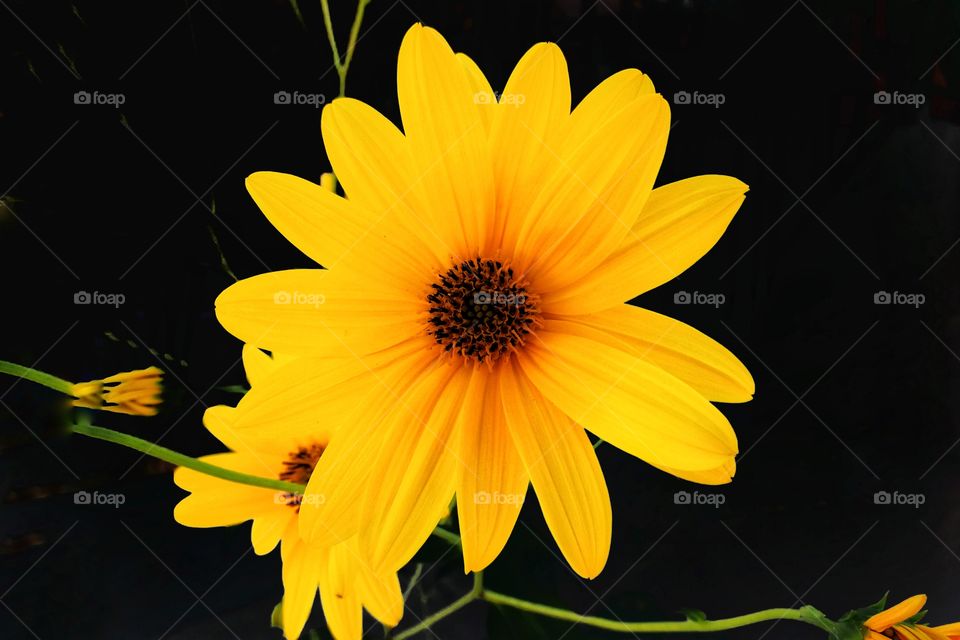 Yellow flower on top!