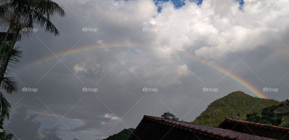 PLANT, GARDEN, LEAVES, FLOWERS, ENVIRONMENT.