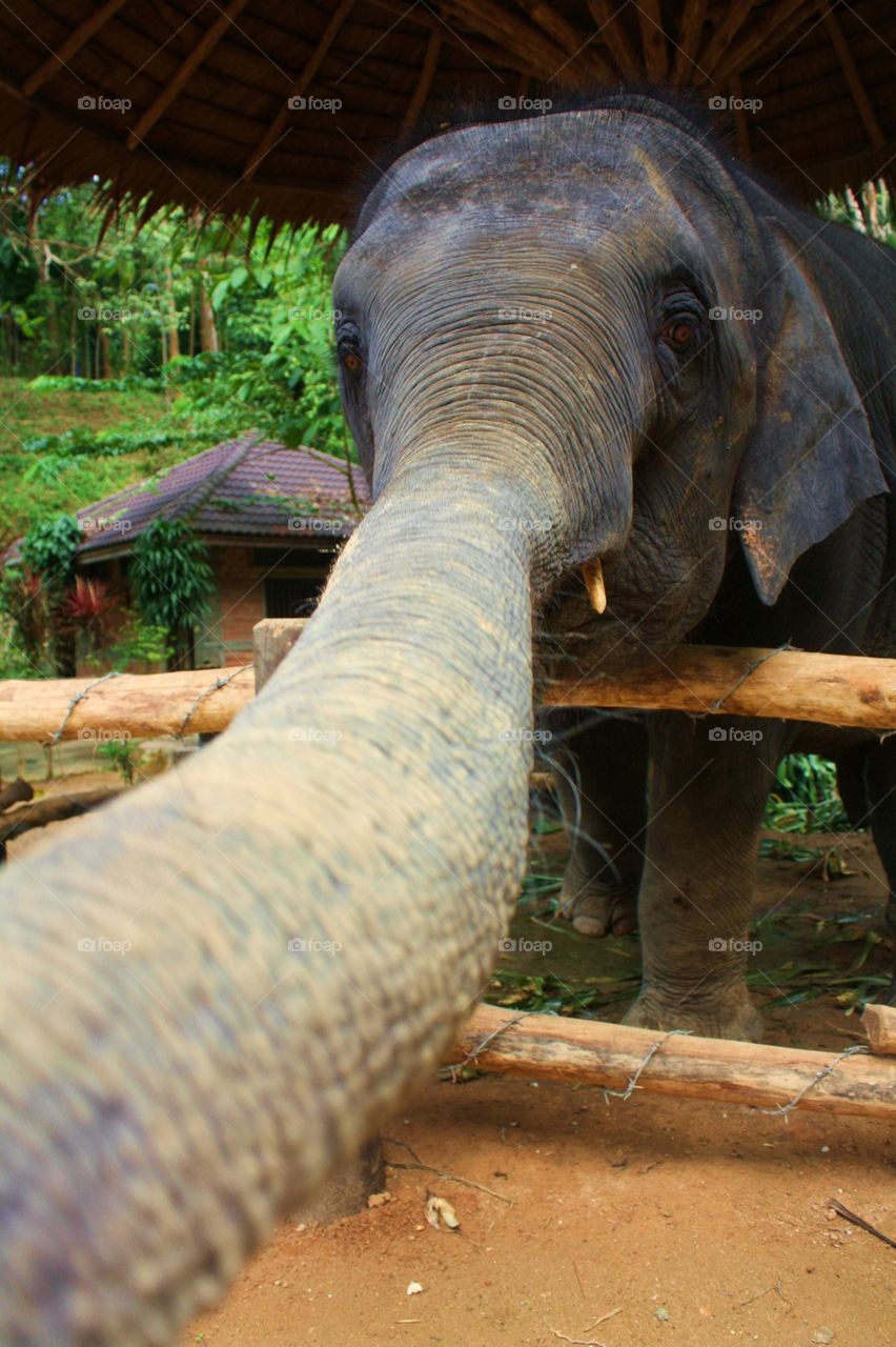 Elephant. Elephant in Phuket.