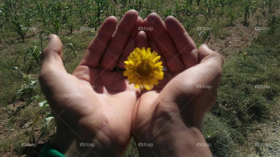 My hand holding a small yellow flower.