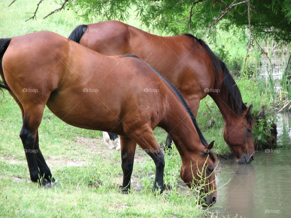 two bays get a drink