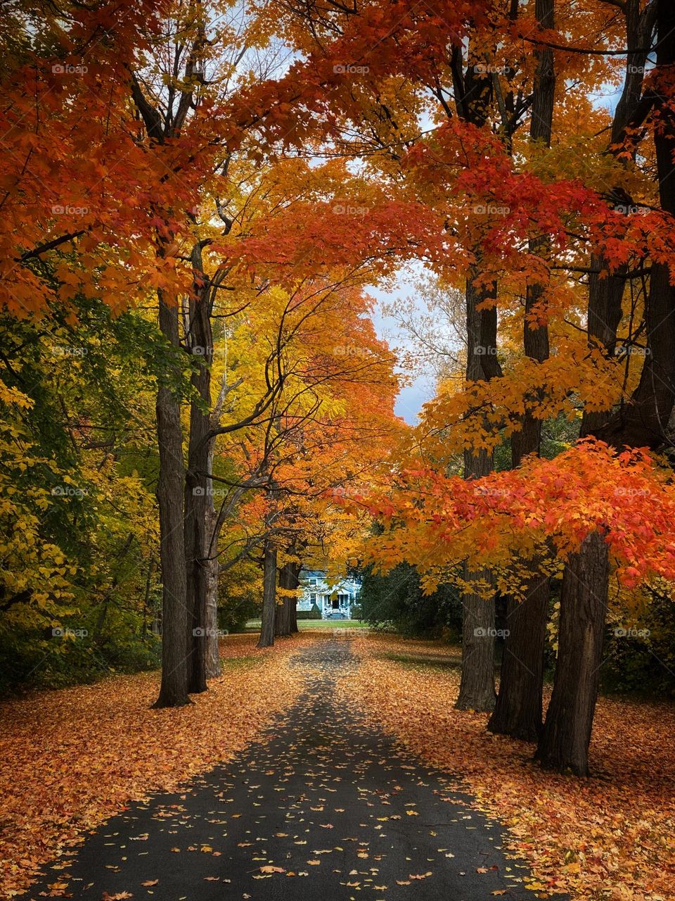 A road in autumn 