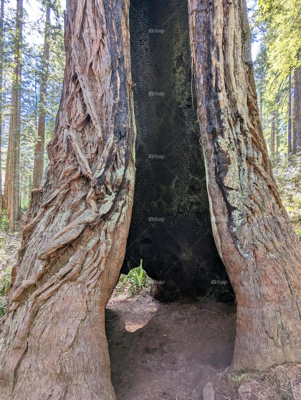 large redwood tree with a big hole and past fire damage on the inside sequoia tree redwood forest