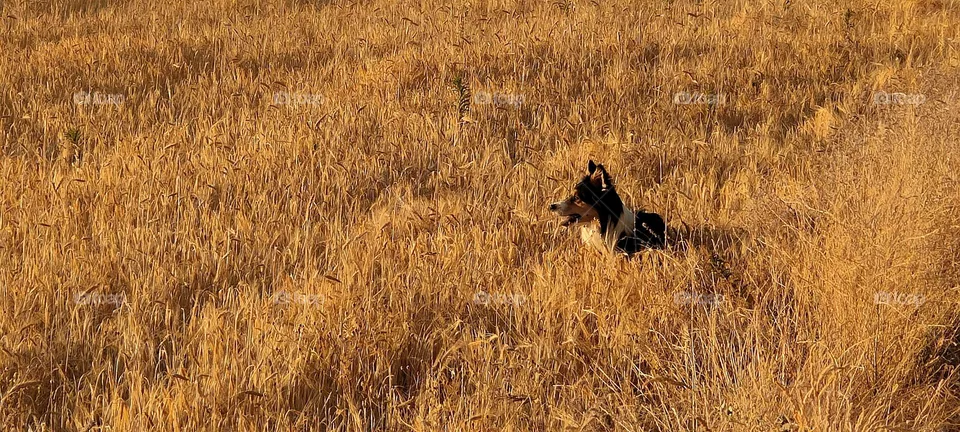 camouflage