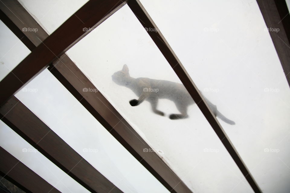 Cat walk on the roof