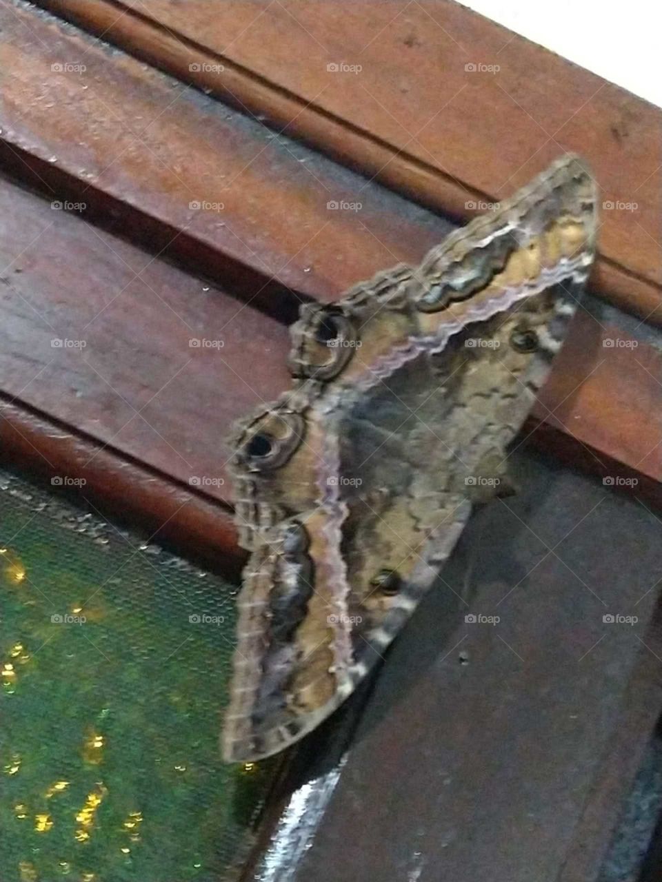 Borboleta