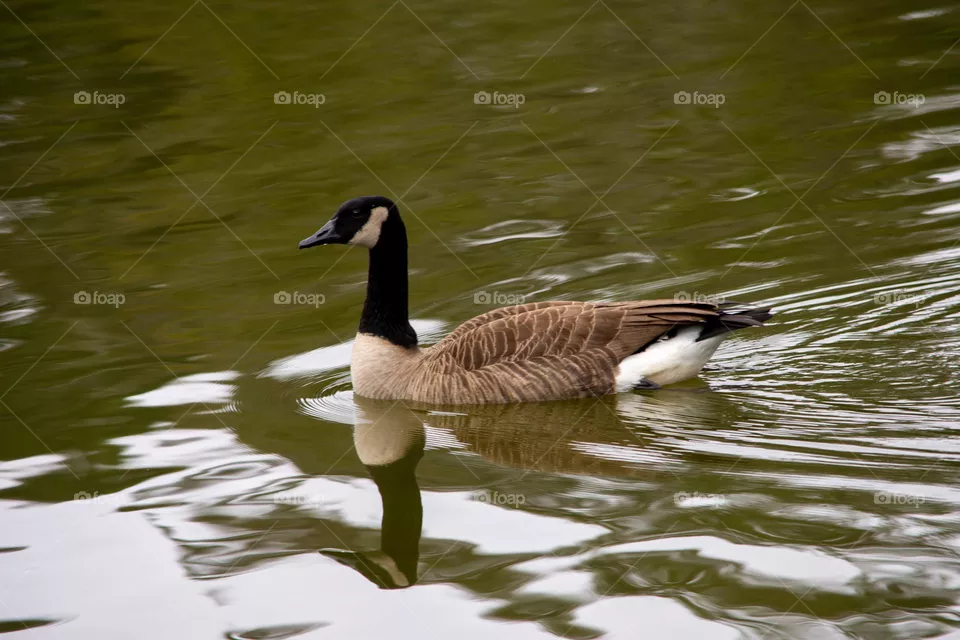 enjoying a morning swim