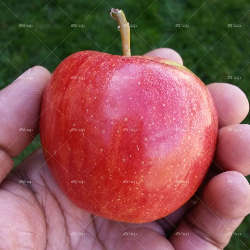 delicious Red Apple