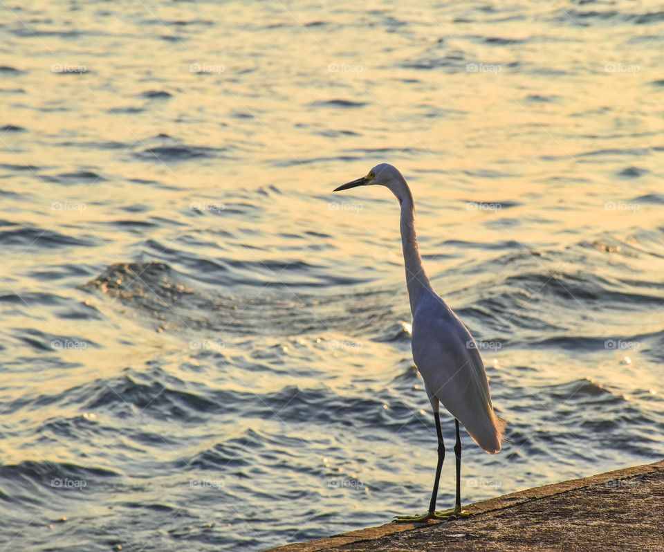 White Heron