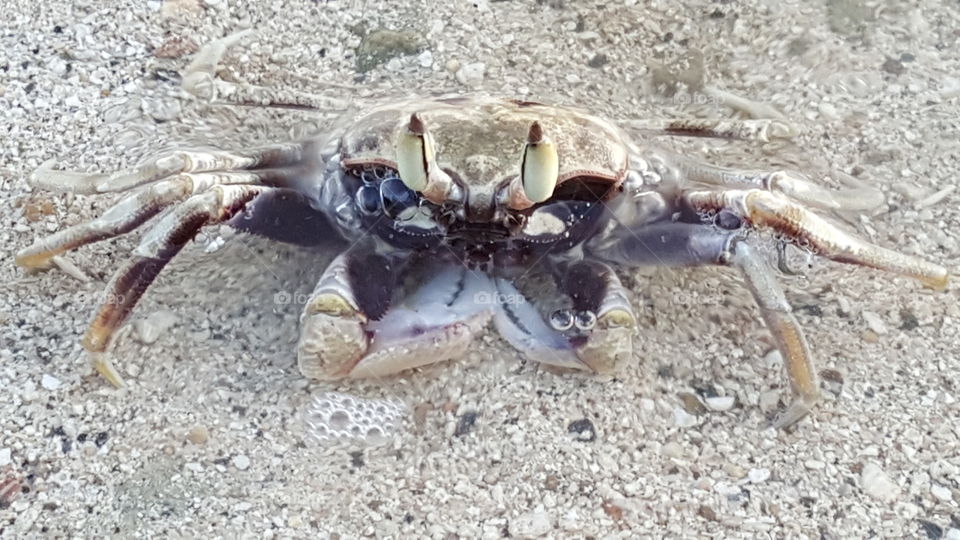 Crab blowing bubbles?