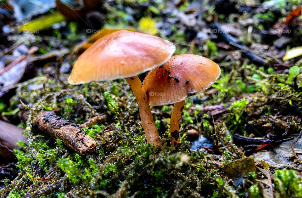 Winter Fungi