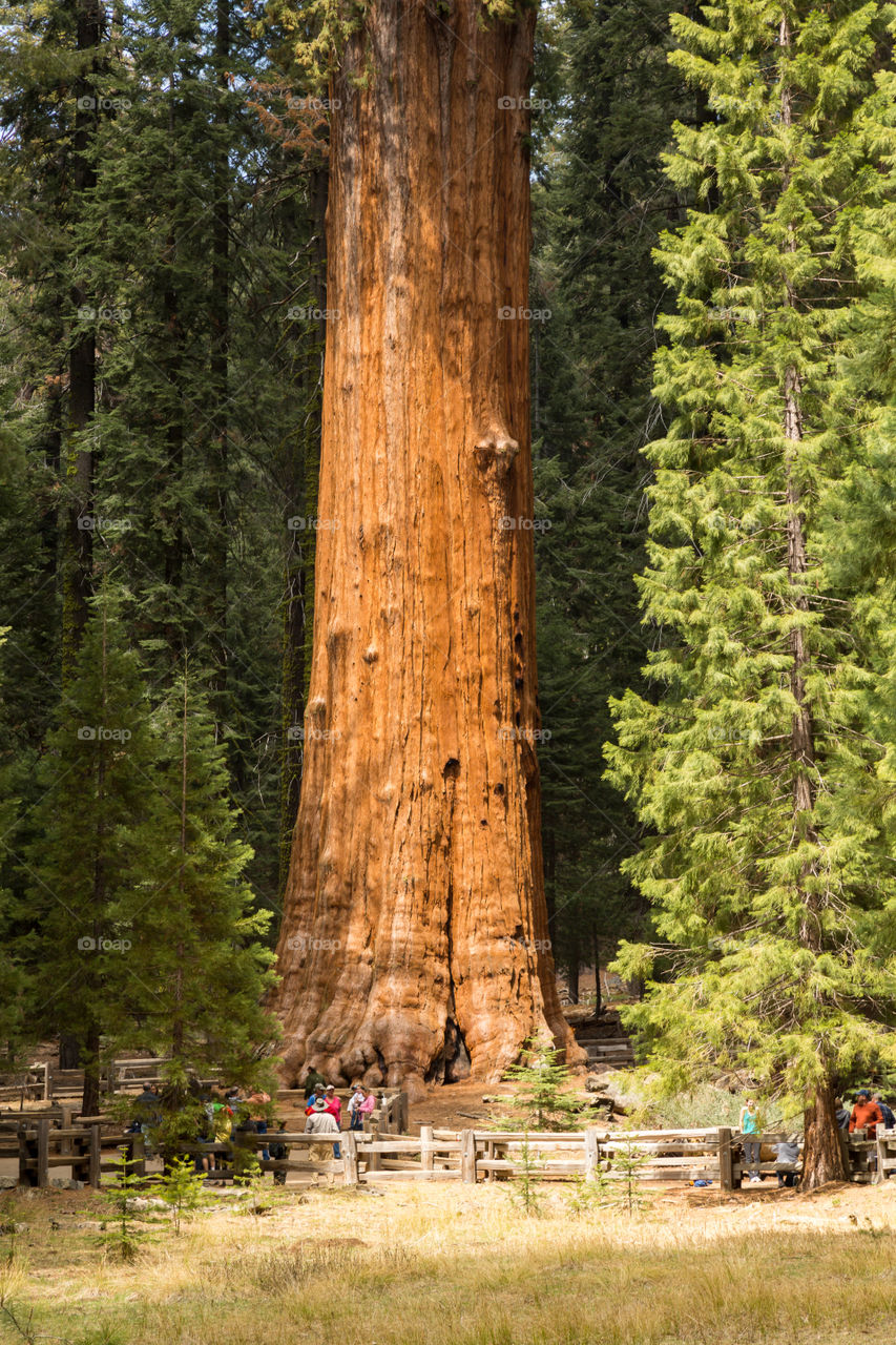 Biggest sequoia tree in Sequoia National Park. Name of the tree is General Sherman. People in the front. Huge red wood tree