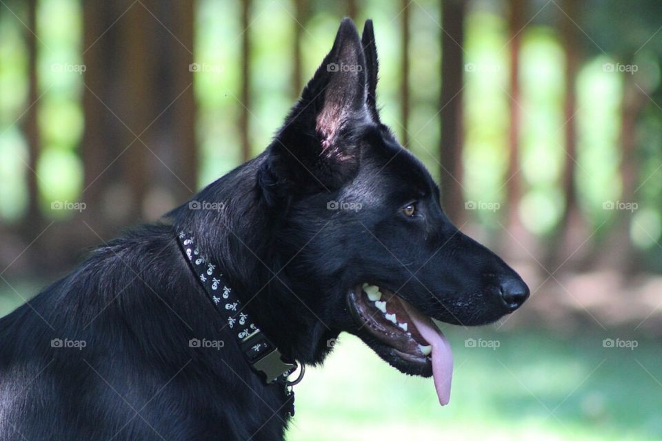 A side view of our gorgeous black German shepherd. 