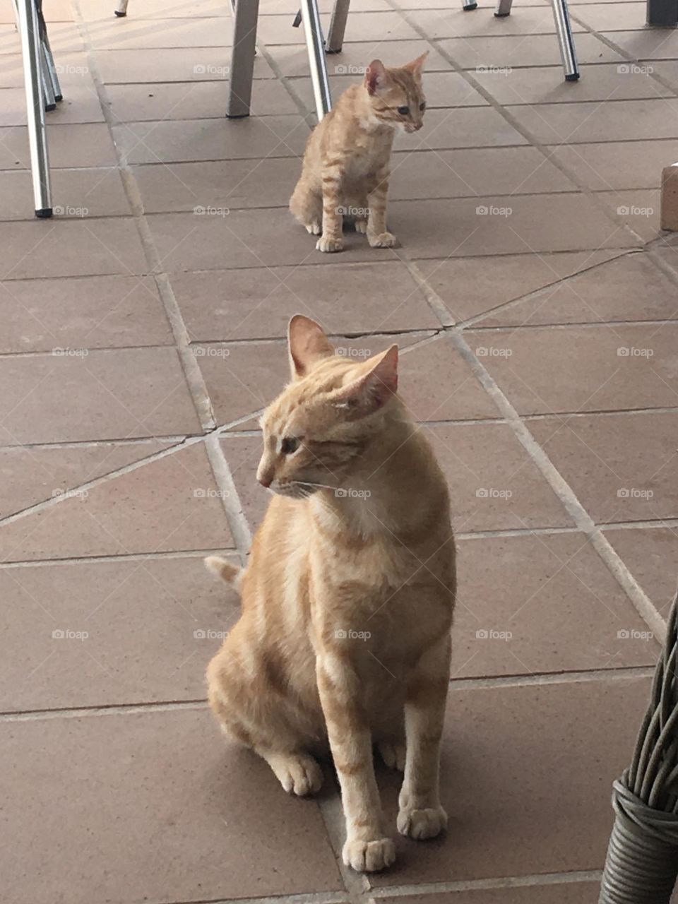Mother cat with her kitten on the terrace