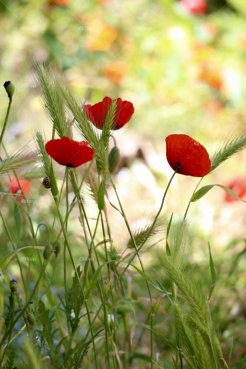 Poppies. Spring time