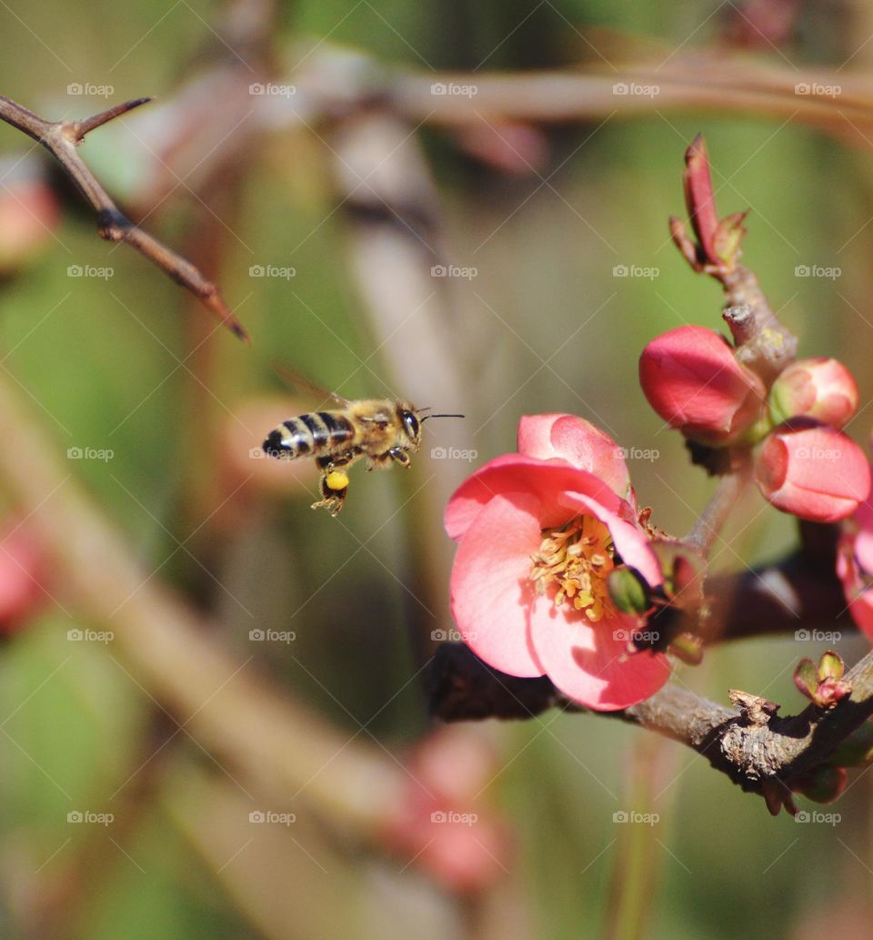 bee Nature's pollen collector