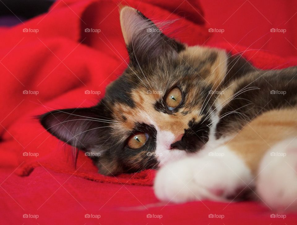 Cat on a red blanket