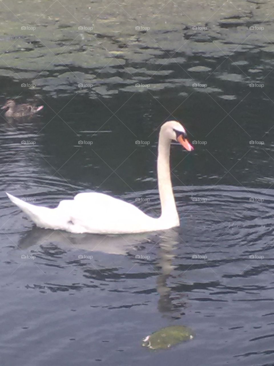 Natural swan